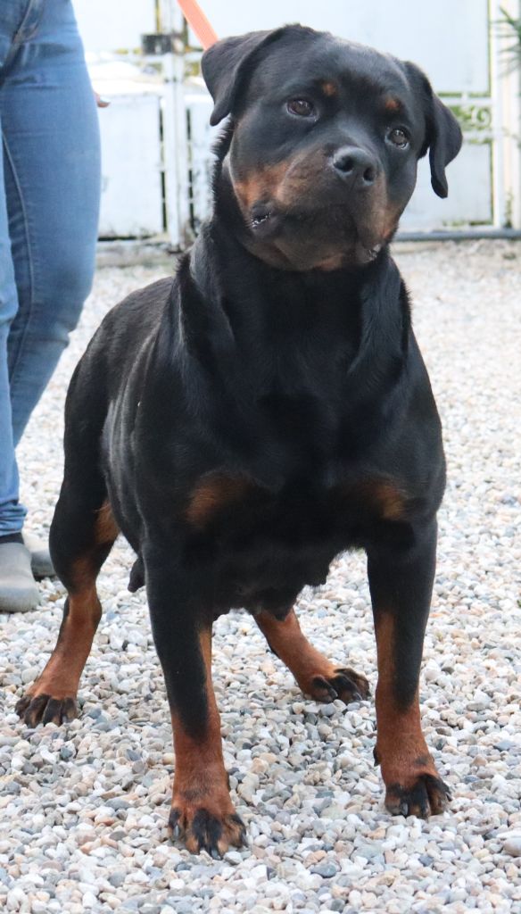 Scarlett Vom Koñigreich Des Feuervogels