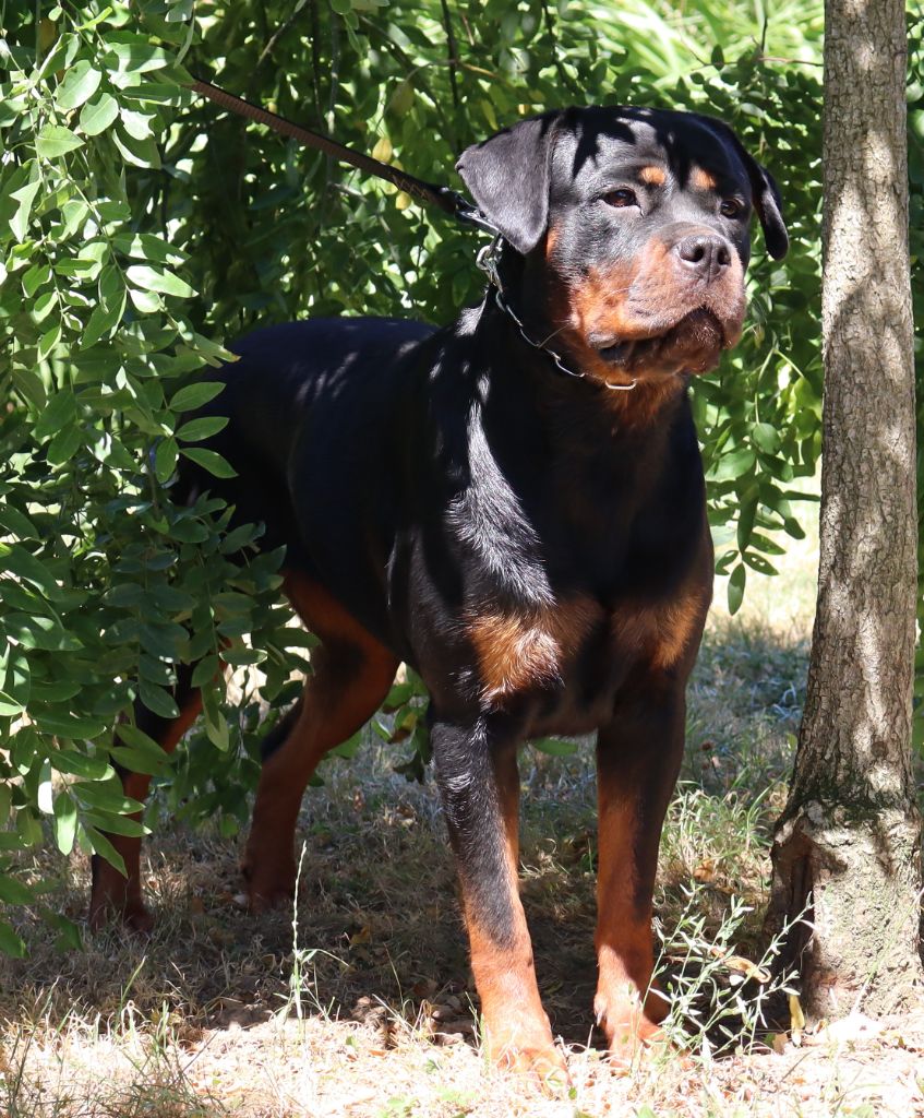 Tchicka Du Royaume De L'Occitanie