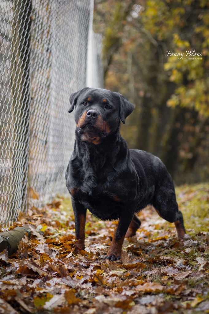 Scarlett Vom Koñigreich Des Feuervogels