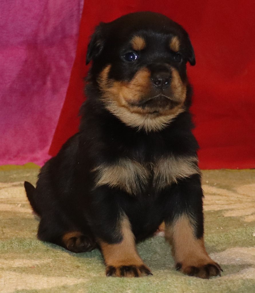 de la licorne noire - Chiot disponible  - Rottweiler