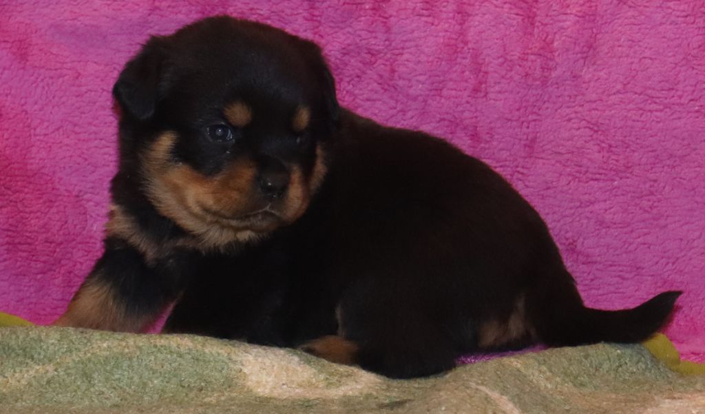 de la licorne noire - Chiot disponible  - Rottweiler