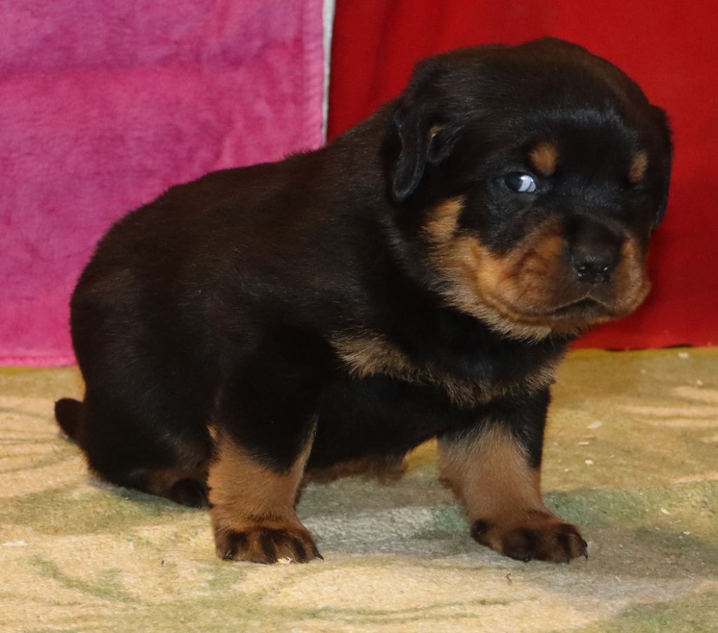 de la licorne noire - Chiot disponible  - Rottweiler