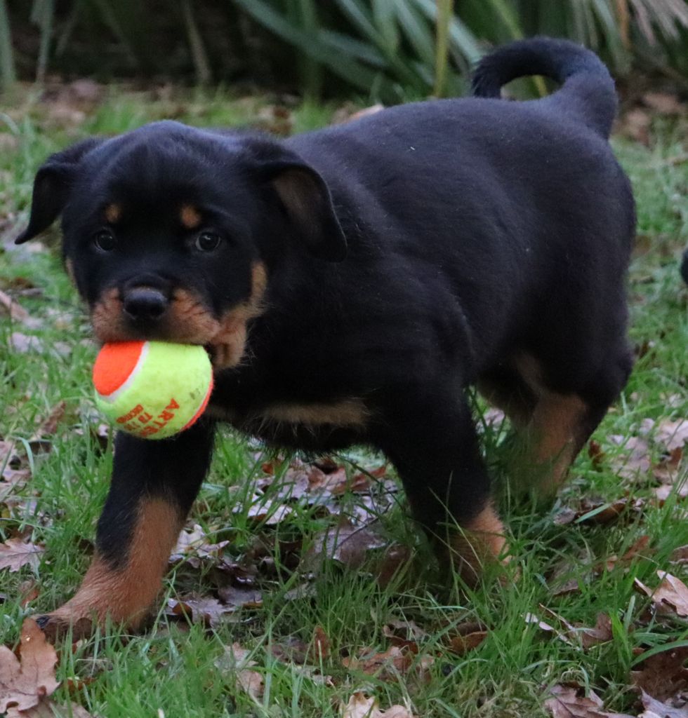 de la licorne noire - Chiot disponible  - Rottweiler