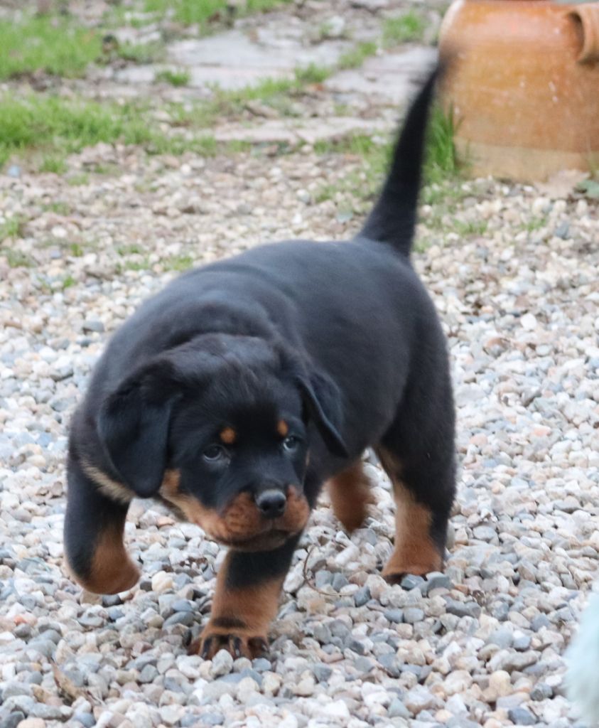 de la licorne noire - Chiot disponible  - Rottweiler