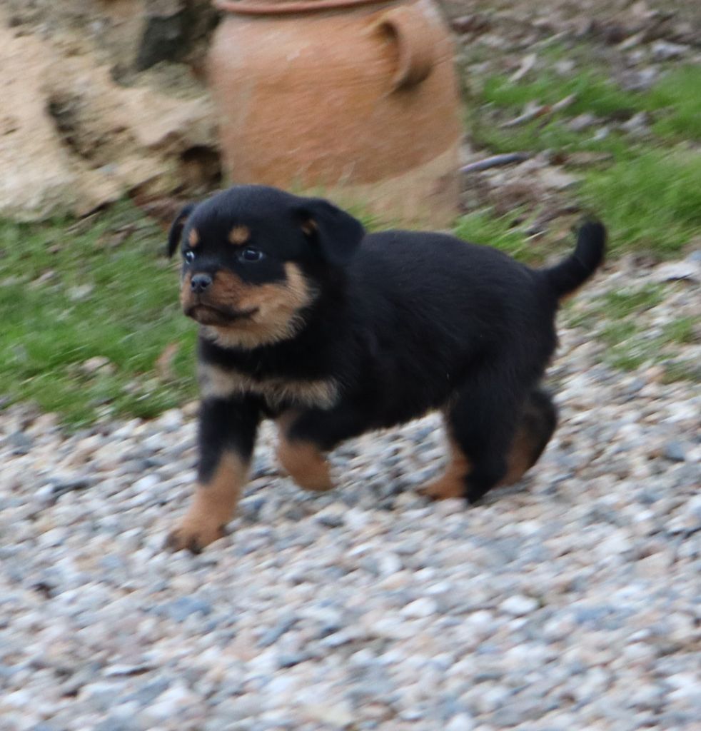 de la licorne noire - Chiot disponible  - Rottweiler