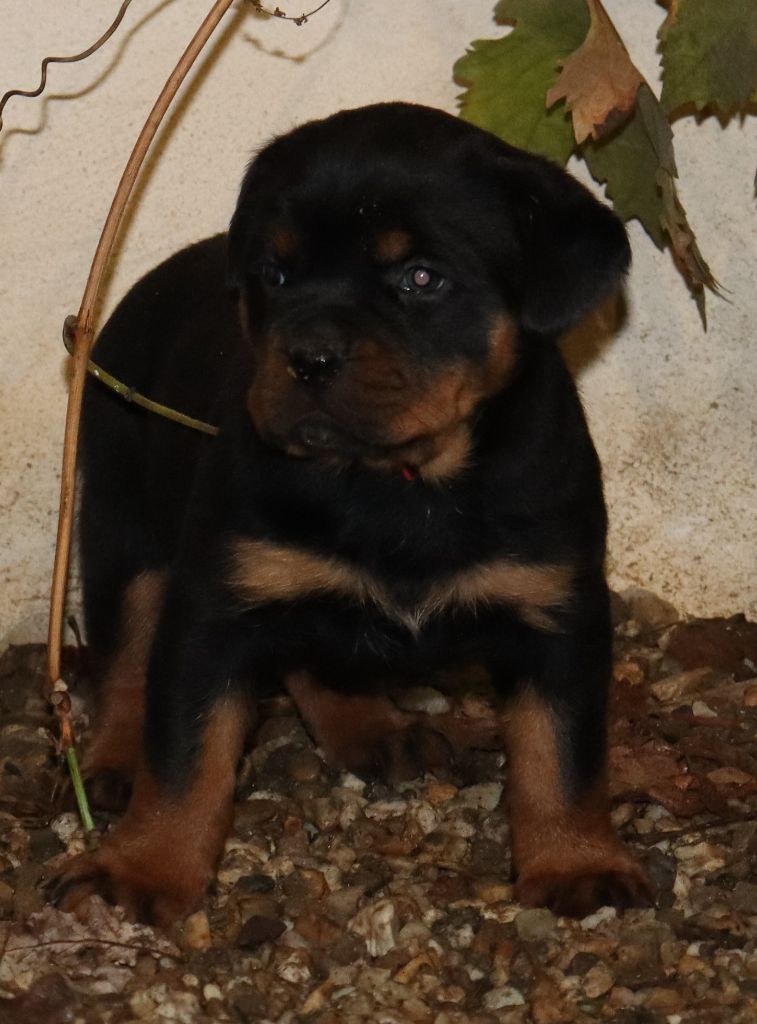 de la licorne noire - Chiot disponible  - Rottweiler