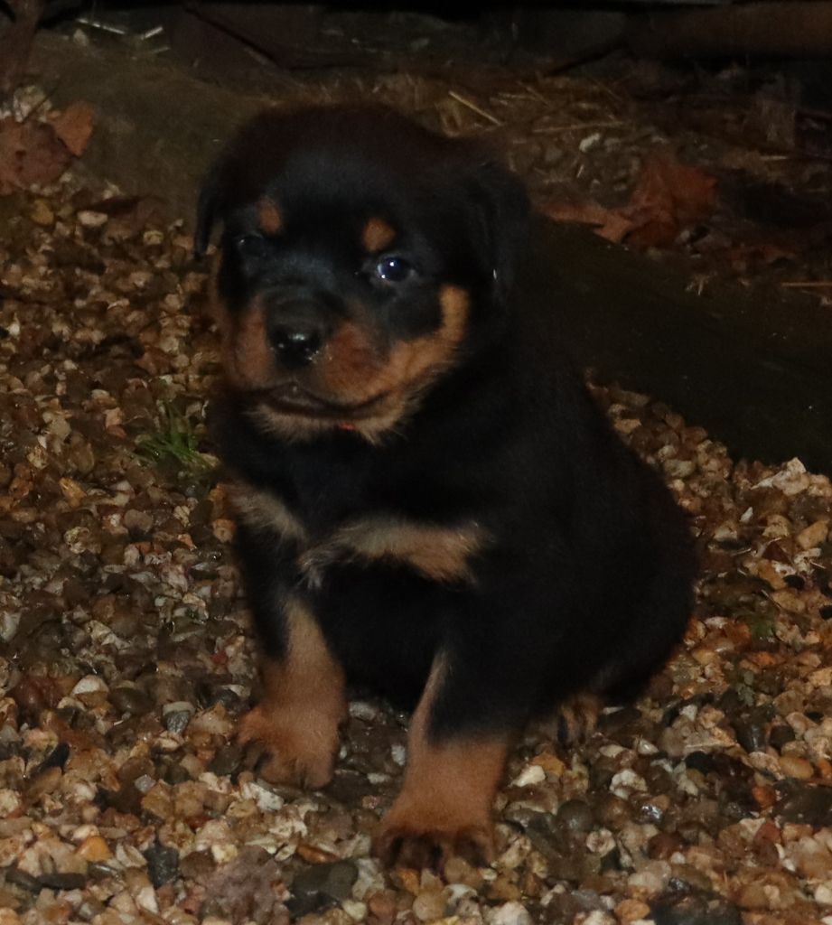 de la licorne noire - Chiot disponible  - Rottweiler