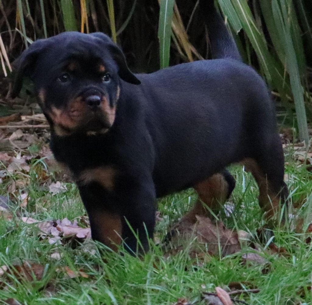 de la licorne noire - Chiot disponible  - Rottweiler