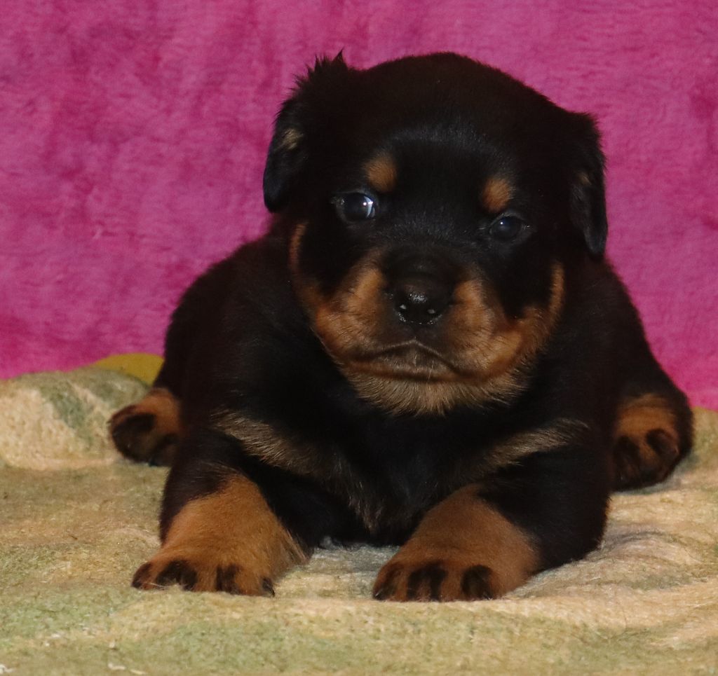 de la licorne noire - Chiot disponible  - Rottweiler