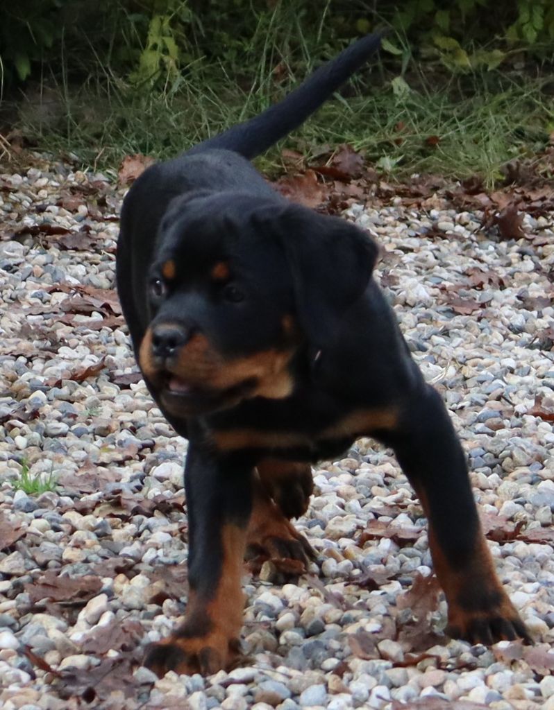 de la licorne noire - Chiot disponible  - Rottweiler