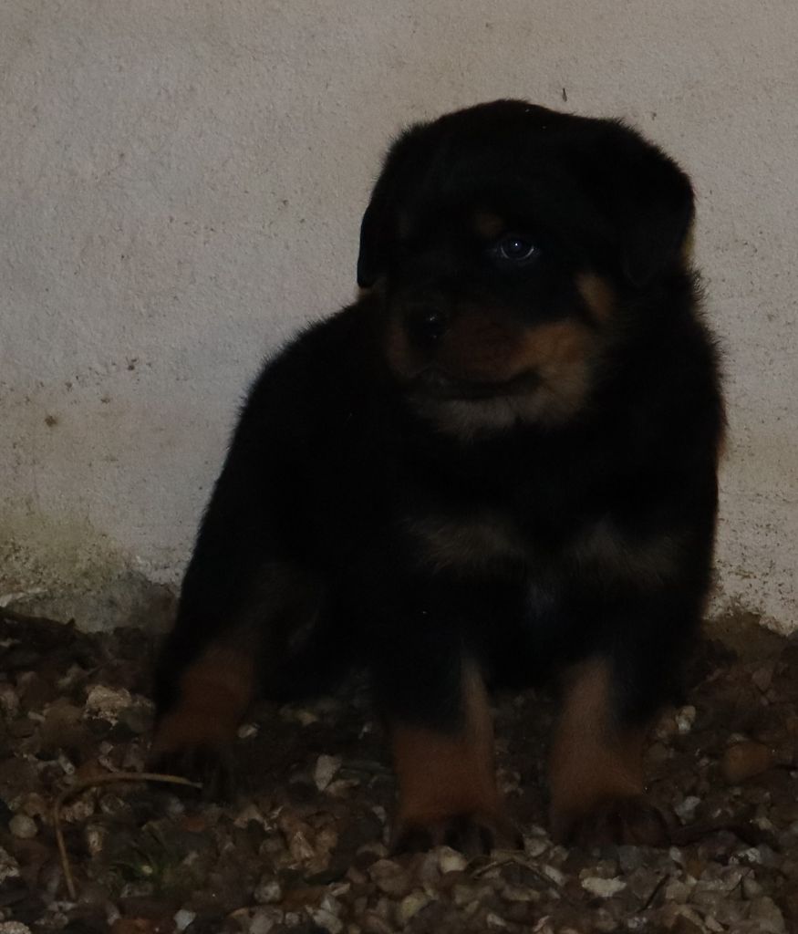 de la licorne noire - Chiot disponible  - Rottweiler