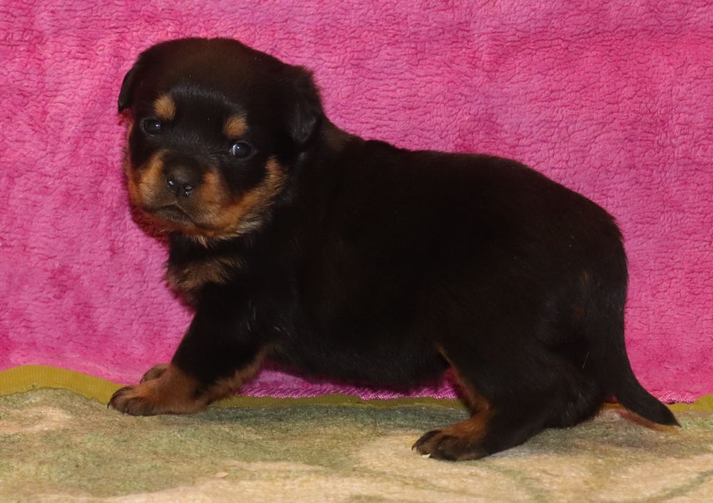 de la licorne noire - Chiot disponible  - Rottweiler