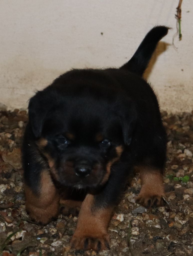 de la licorne noire - Chiot disponible  - Rottweiler