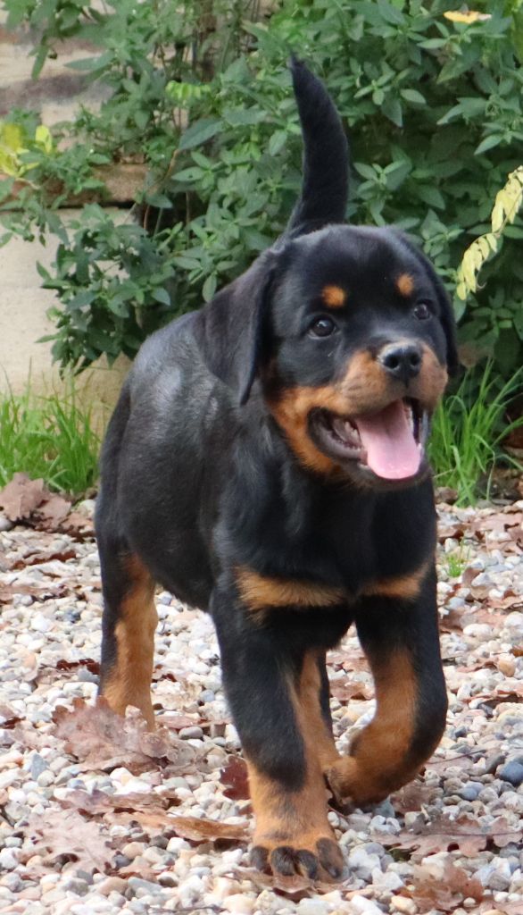 de la licorne noire - Chiot disponible  - Rottweiler