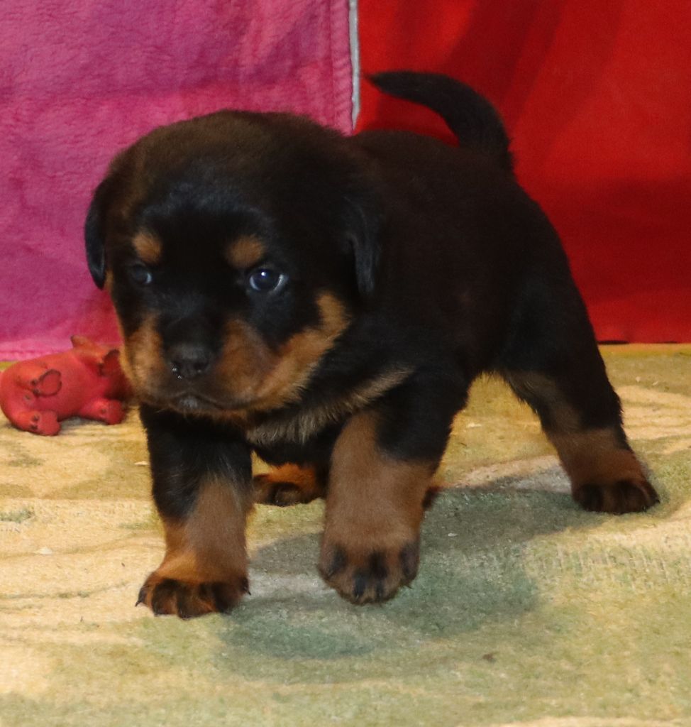 de la licorne noire - Chiot disponible  - Rottweiler