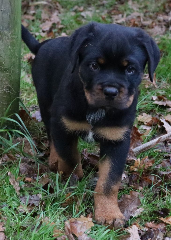 de la licorne noire - Chiot disponible  - Rottweiler