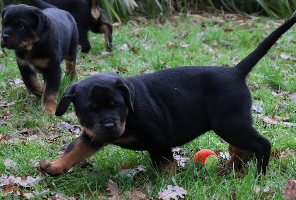 de la licorne noire - Chiot disponible  - Rottweiler