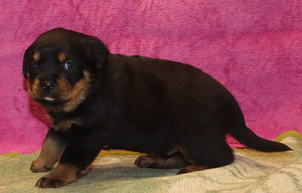 de la licorne noire - Chiot disponible  - Rottweiler