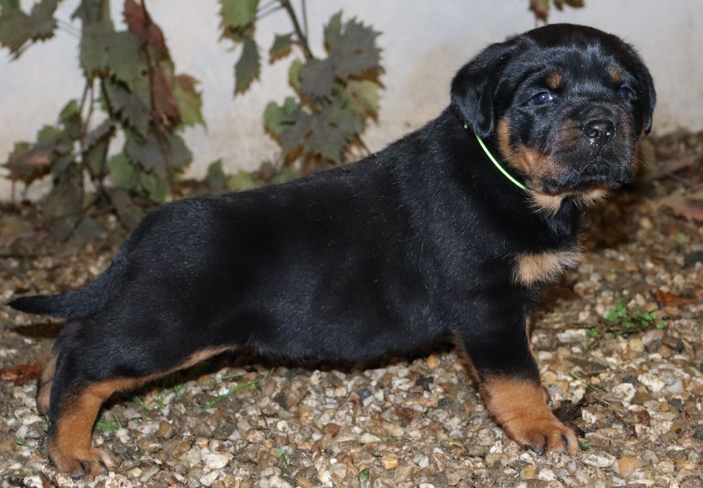 de la licorne noire - Chiot disponible  - Rottweiler