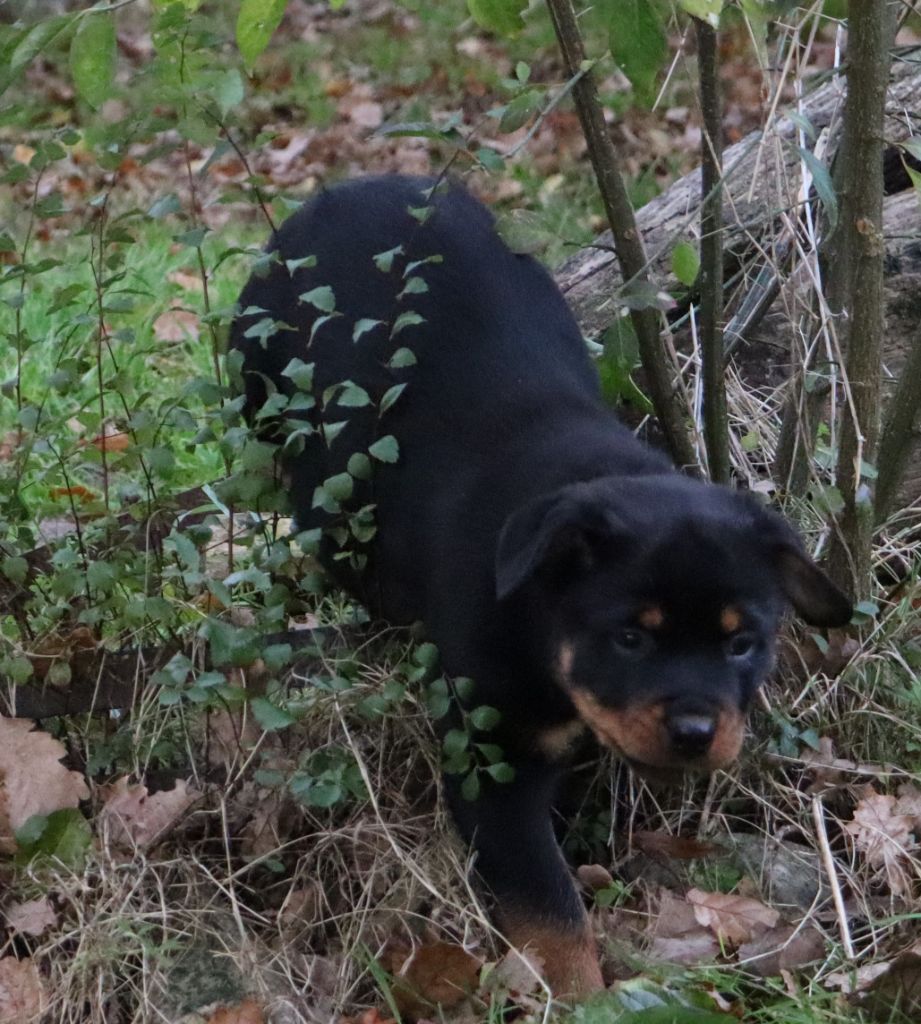 de la licorne noire - Chiot disponible  - Rottweiler