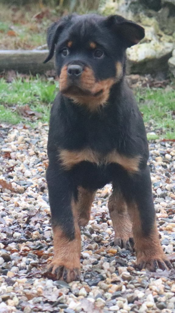 de la licorne noire - Chiot disponible  - Rottweiler