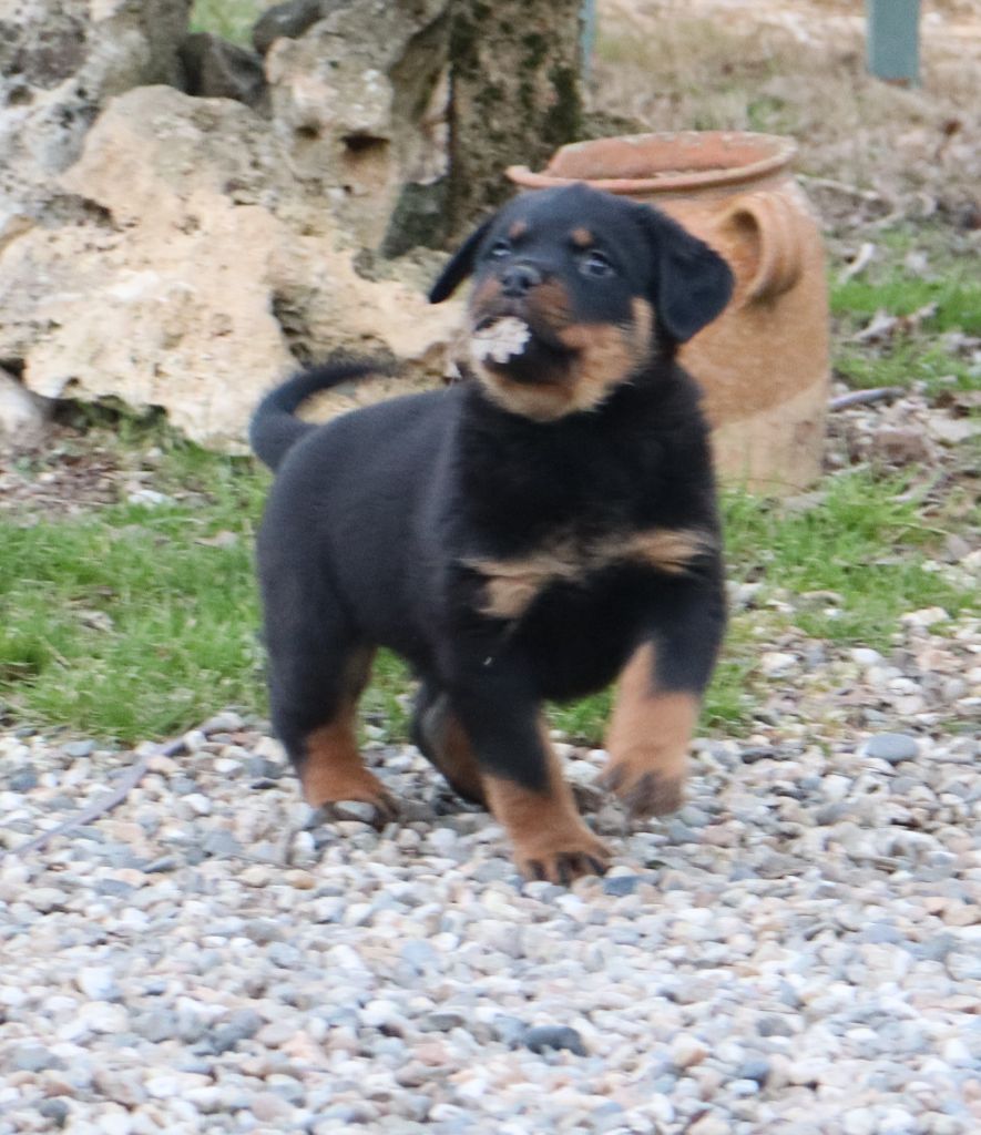 de la licorne noire - Chiot disponible  - Rottweiler