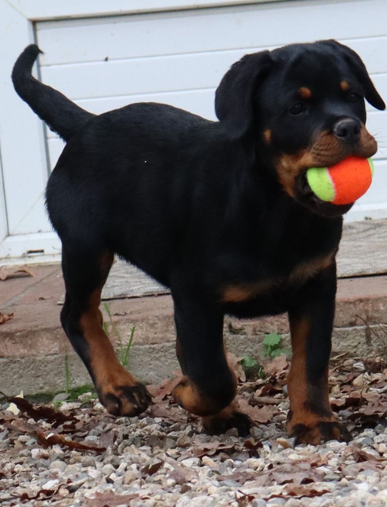 de la licorne noire - Chiot disponible  - Rottweiler