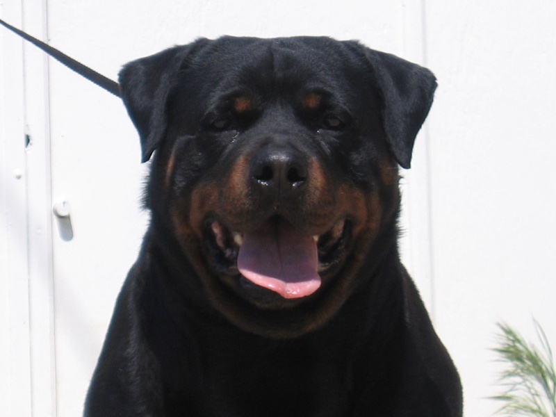 Ritchy de la licorne noire