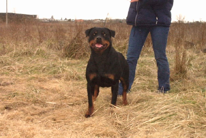 Ushka de la licorne noire