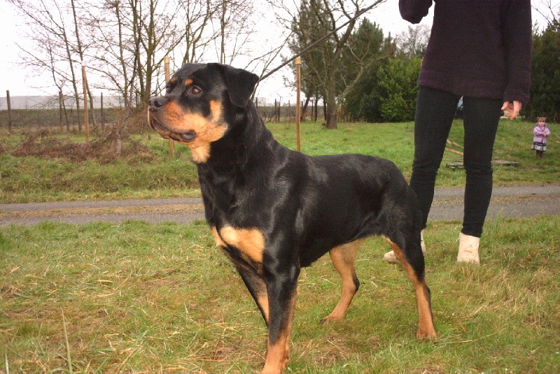 U'myny de la licorne noire