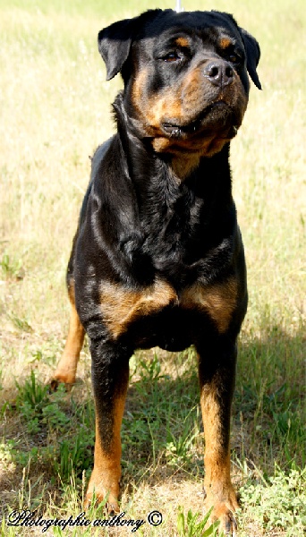 Cyska de la licorne noire