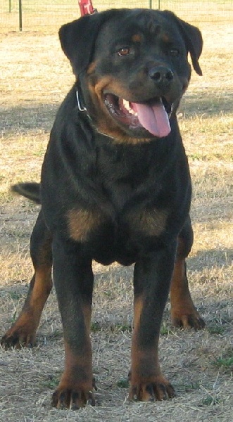 Frida de la licorne noire