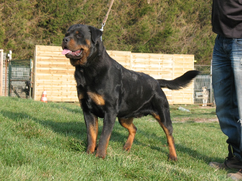 Goliath de la licorne noire