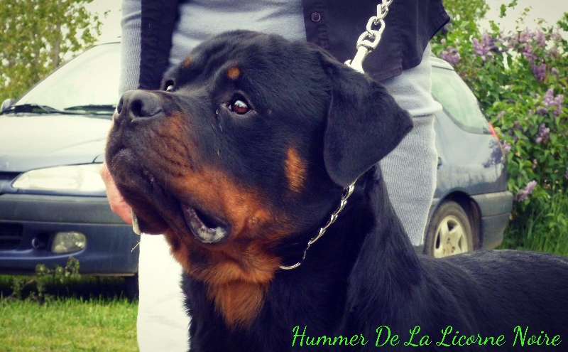 Hummer de la licorne noire