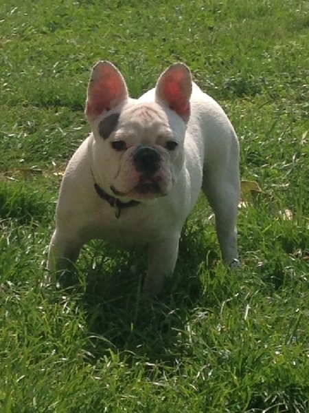 Iuna de la licorne noire