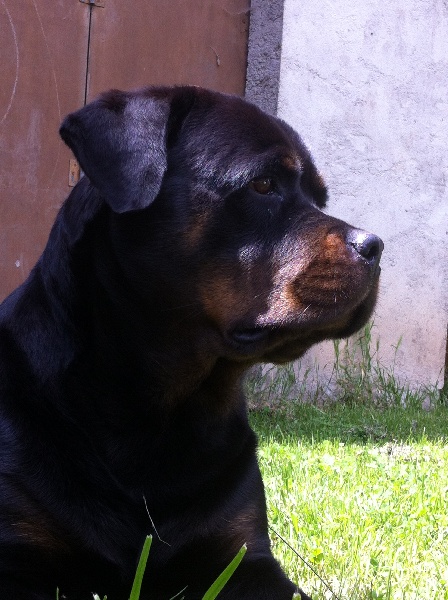 Hanthea Du Temple D'Adranos