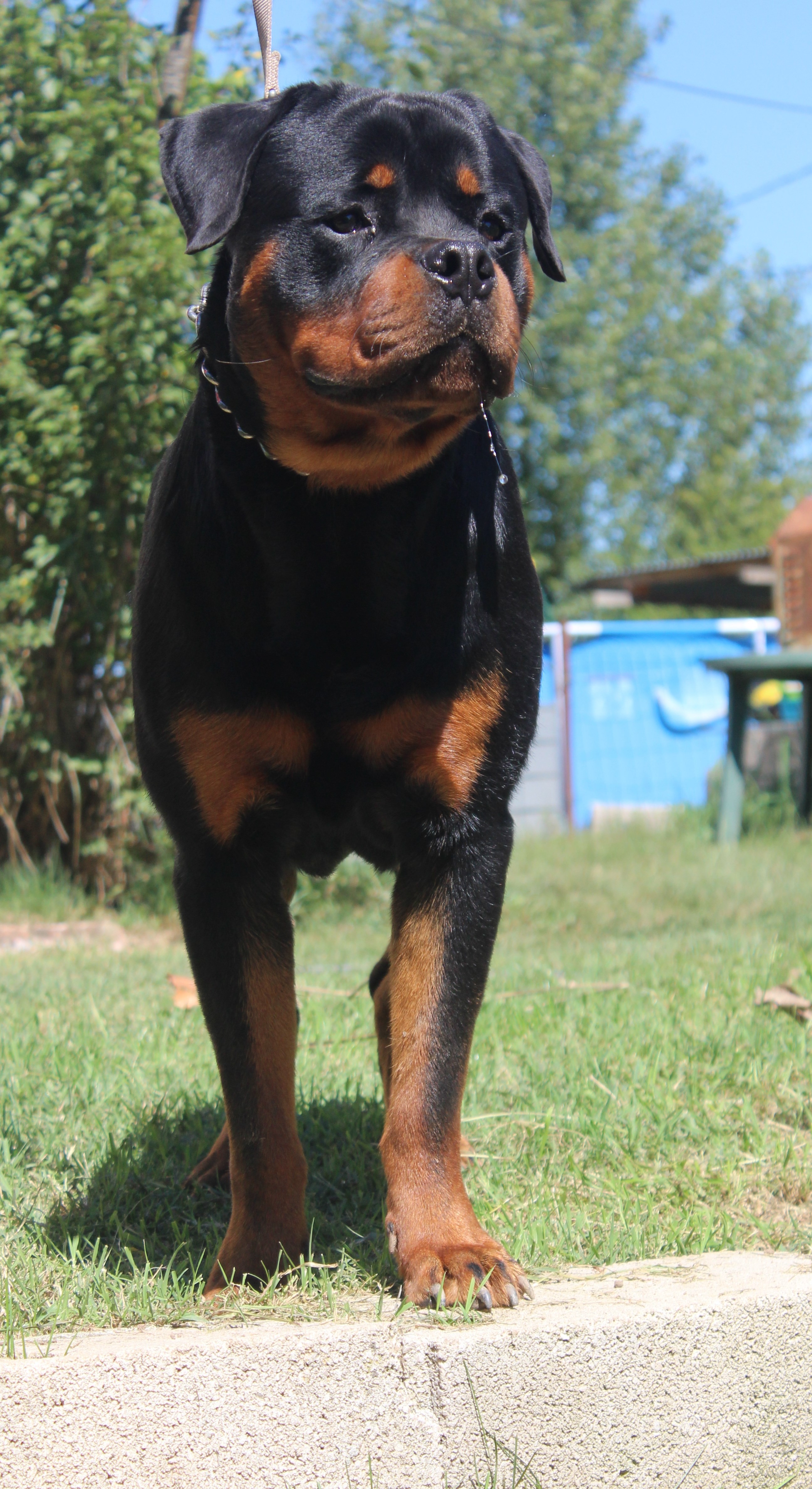 Mr.ron de la licorne noire