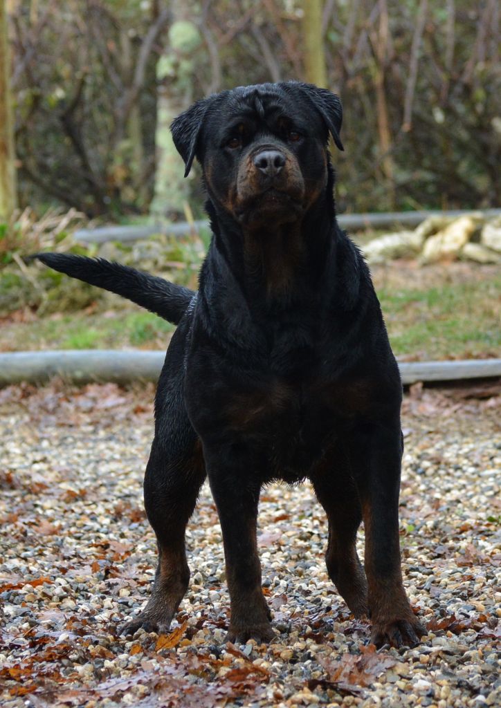 O'venus de la licorne noire