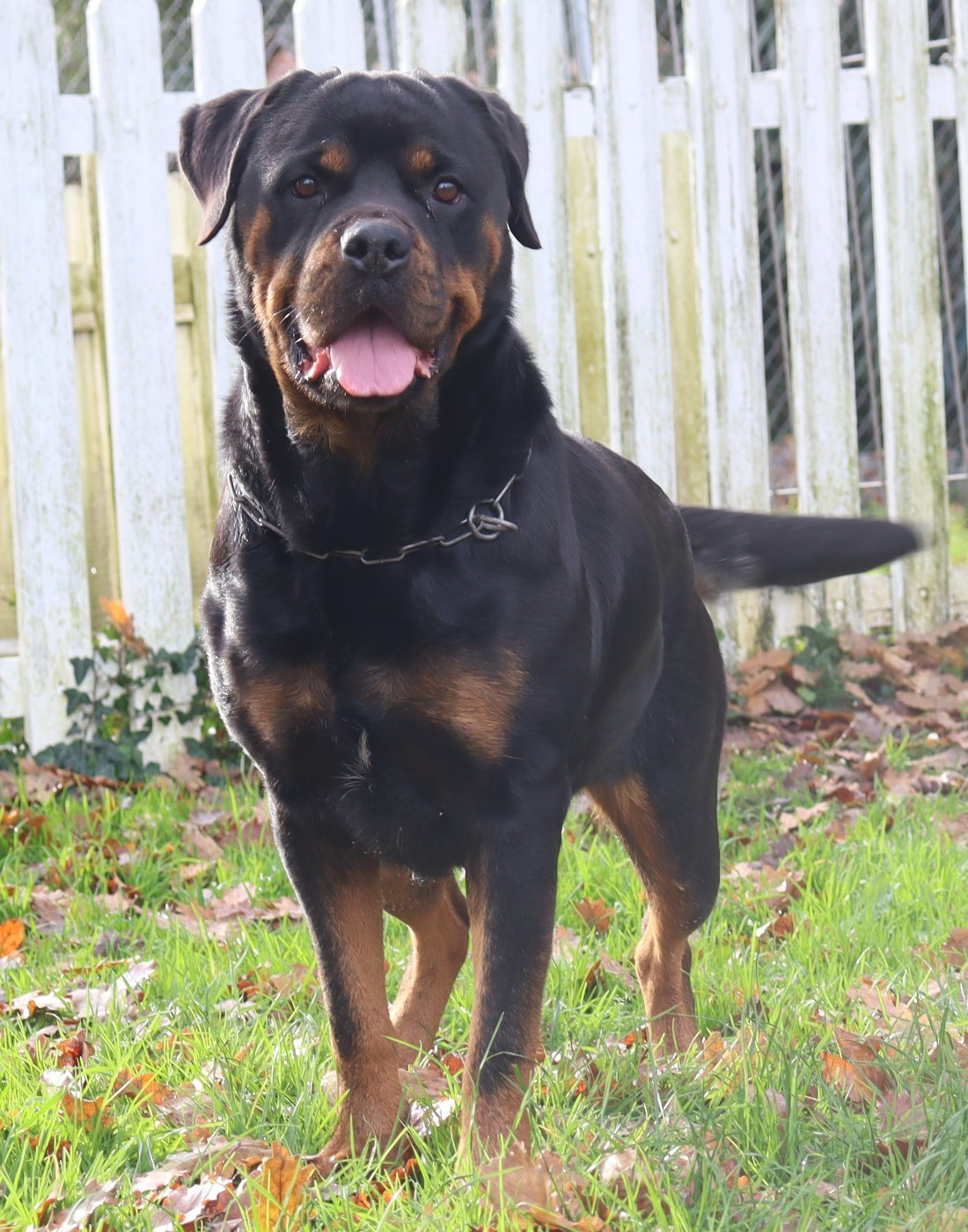 Syou de la licorne noire