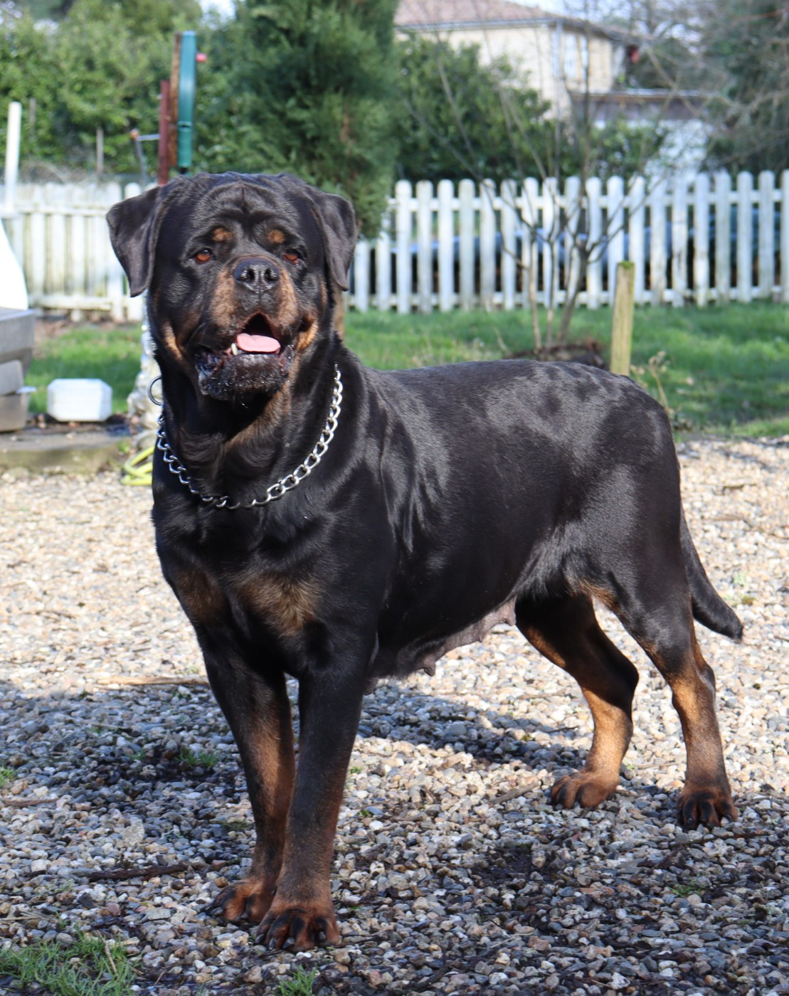 Taiga de la licorne noire