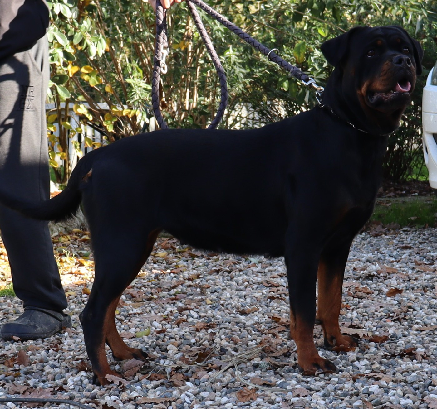 U'VALKYRIE de la licorne noire