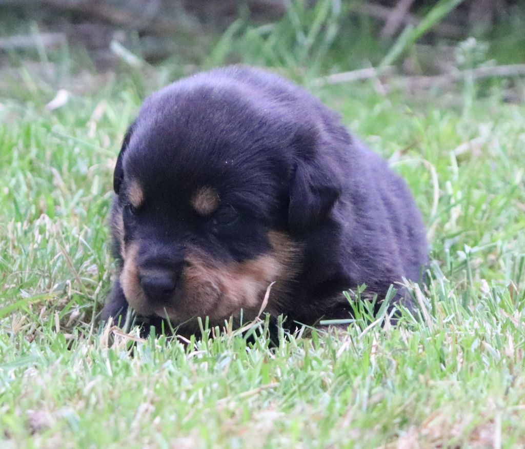 de la licorne noire - Chiots disponibles - Rottweiler