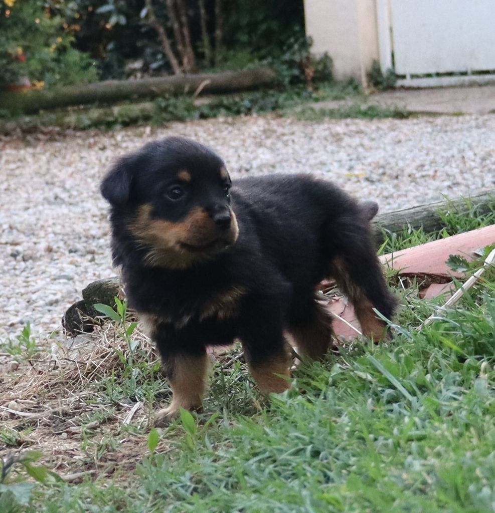 de la licorne noire - Chiots disponibles - Rottweiler