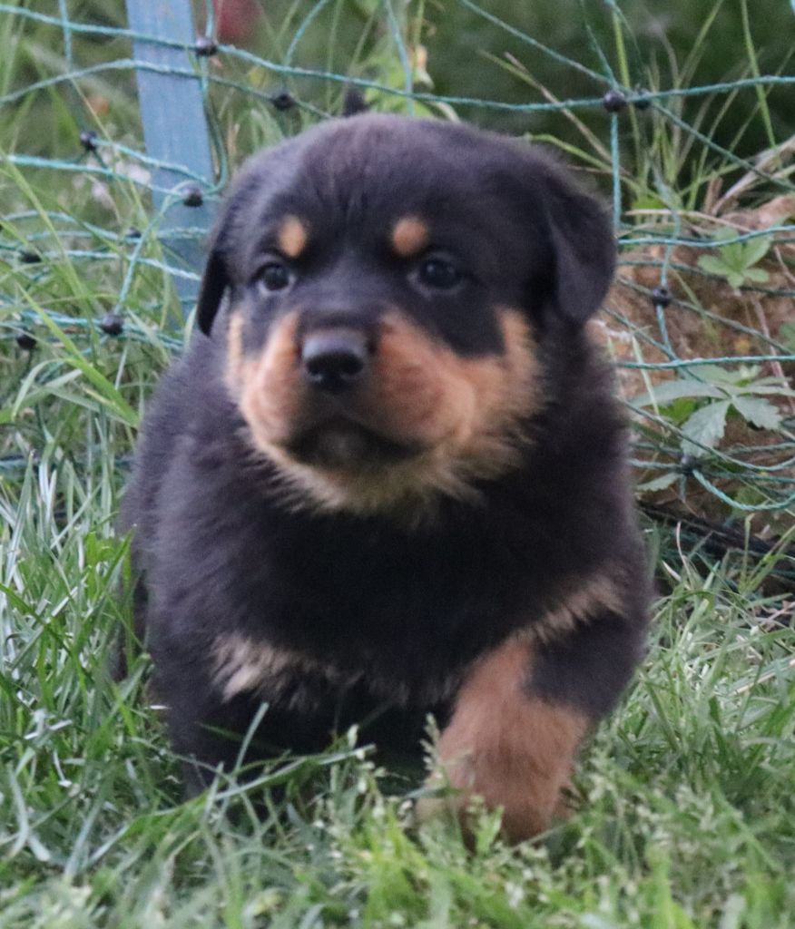 de la licorne noire - Chiots disponibles - Rottweiler