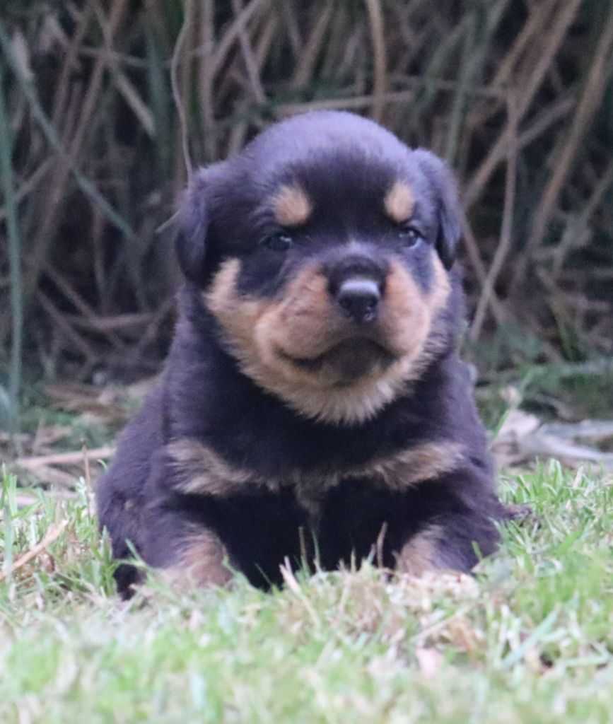 de la licorne noire - Chiots disponibles - Rottweiler
