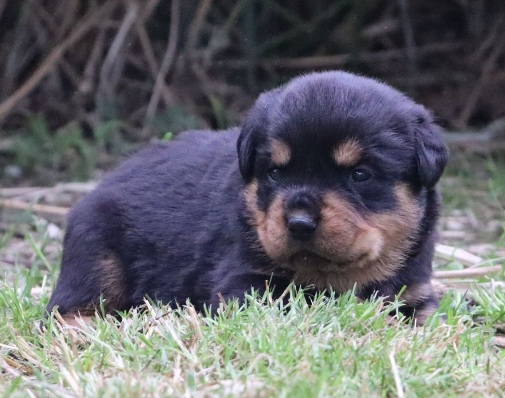 de la licorne noire - Chiots disponibles - Rottweiler