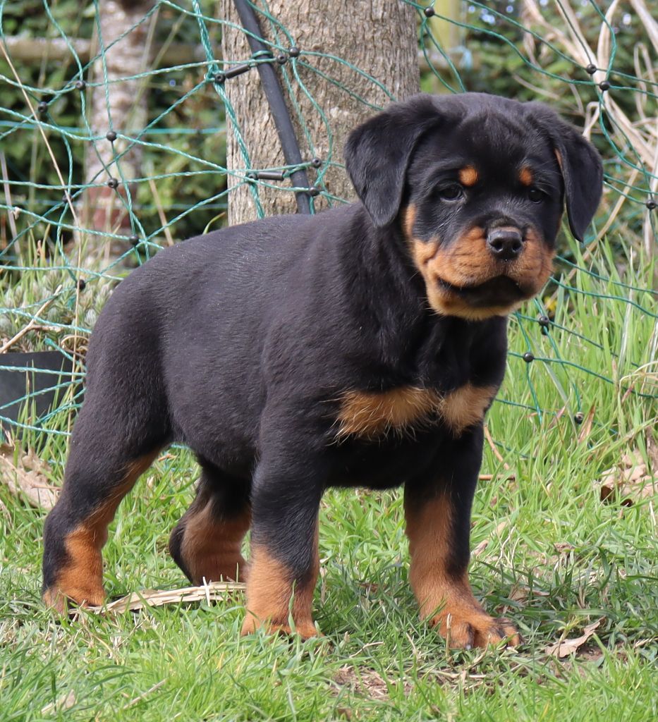 de la licorne noire - Chiots disponibles - Rottweiler