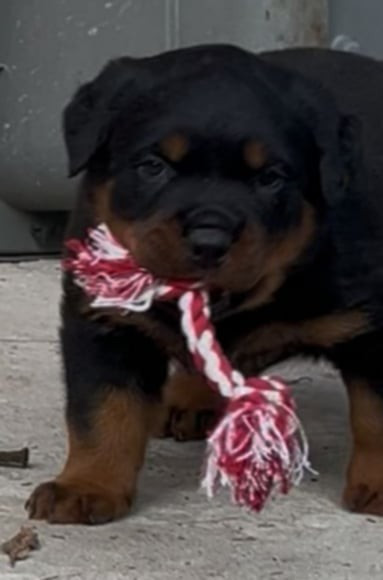 de la licorne noire - Chiots disponibles - Rottweiler