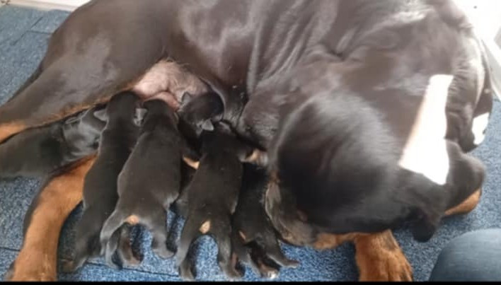 Chiot Rottweiler de la licorne noire