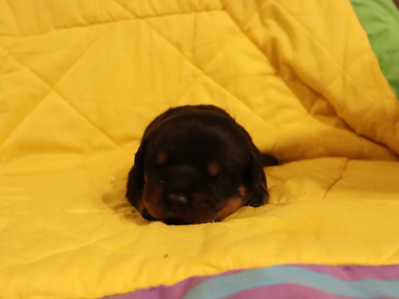 de la licorne noire - Chiots disponibles - Rottweiler